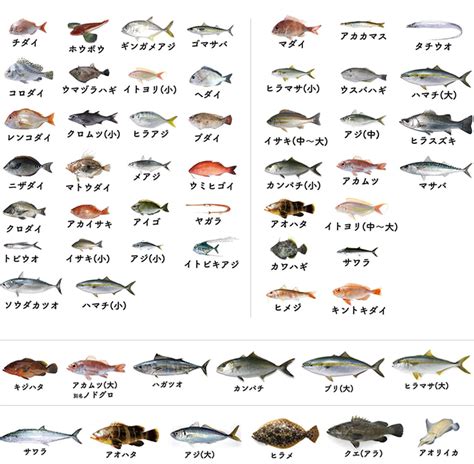 裂縫 魚 種類